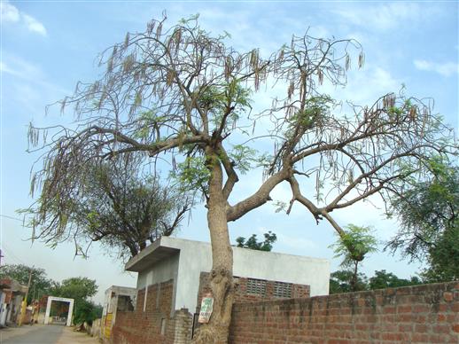 Moringa oleifera